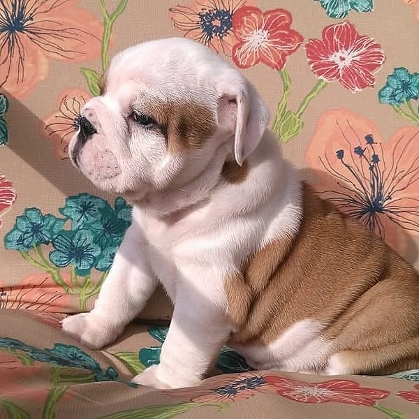 English bulldog puppies for adoption